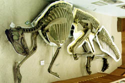 Dinosaur skeleton