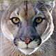 CLose up view of the face of a mountain lion.