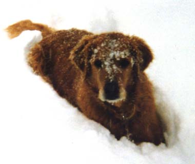 Nancy's Dog Cagney