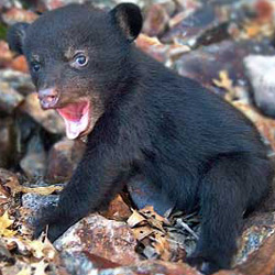 Don't try to help a bear cub yourself, call Fish Wildlife and Parks