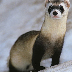 Endangered Black footed ferret