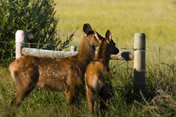 an image of two fawns.