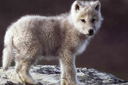 Endangered gray wolf cub