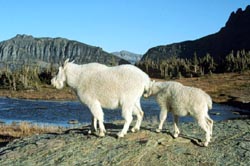 Mountain goats at Glacier National Park