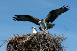 Osprey