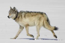 Running wolf Running wolf