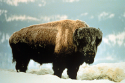 Bison