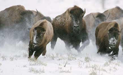 Bison