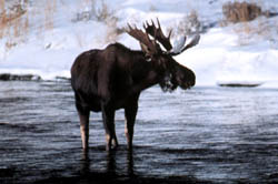 Moose