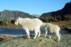 Mountain goats at Glacier National Park.