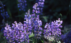 Flower or the Lupine