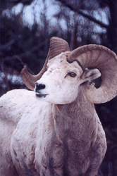 Bighorn Sheep