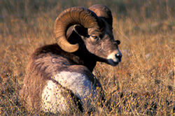 Bighorn Sheep