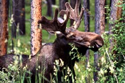 an image of a bull moose foraging in a forest.