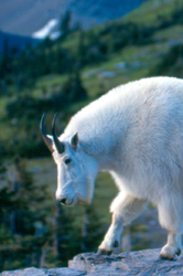 Mountain goat.