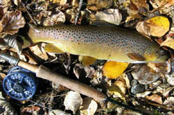 Montana Trout