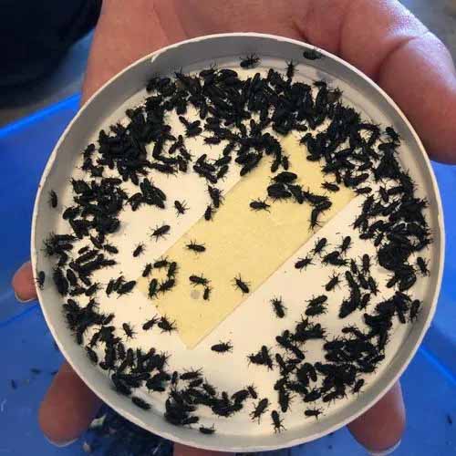 Close-up photo of a hand holding a petri dish full of small black bugs.