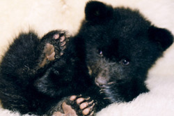 Black bear cub