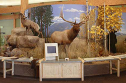 Rocky Mountain Elk Foundation diorama
