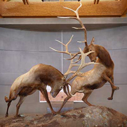 Rocky Mountain Elk Foundation fighting bulls