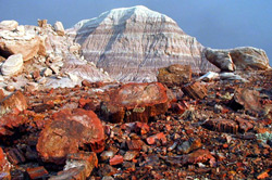 Yellowstone National Park, Petrified forest