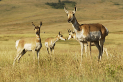 Pronghorns