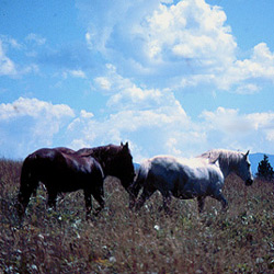 Wild Horse Island