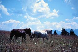 Wild Horse Island